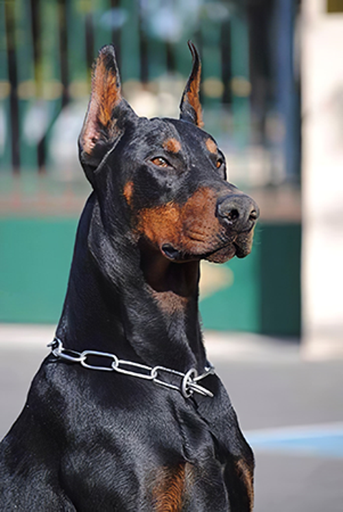 Canvas Doberman Sayılarla Boyama Seti  Kasnaklı 60 x 75 cm