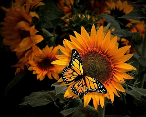 Canvas Kelebek Ve Ayçiçek Sayılarla Boyama Seti  Kasnaklı 70 x 90 cm