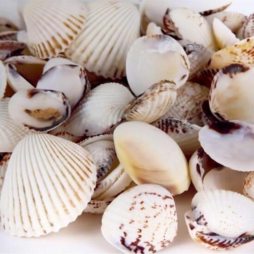 Deniz Kabuğu 200gr Karışık Deniz Kabukları Dekoratif Vazo Akvaryum Süsleme Teraryum Deniz Kabukları