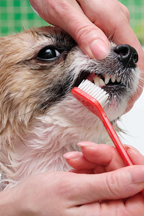 Kedi Köpek Diş Fırçası 4 Adet Çift Taraflı Evcil Hayvan Diş Sağlığı