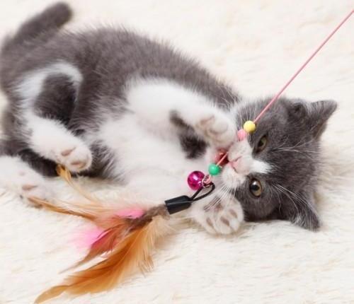 Büro Ev Evcil Hayvanı için 90CM Kedi Oyun Oltası