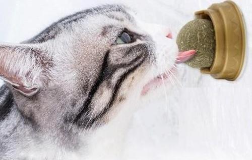 Büro Ev Evcil Hayvanı için Kedi Otu Oyun Topu
