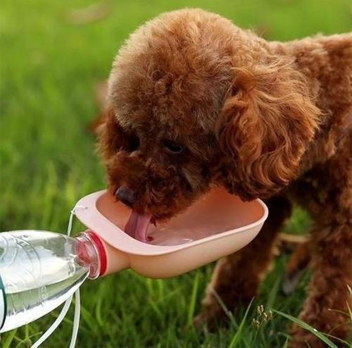 Büro Ev Evcil Hayvanı için Plastik Yıkanır Taşınır Şişe Bağlantılı Su Kabı
