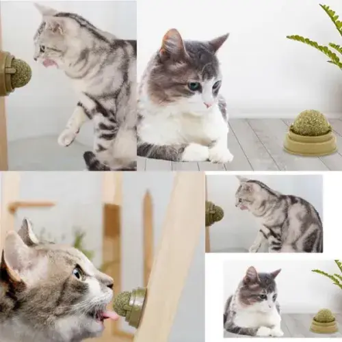 Büro Ev Evcil Hayvanı için Kedi Nanesi Oyun Topu