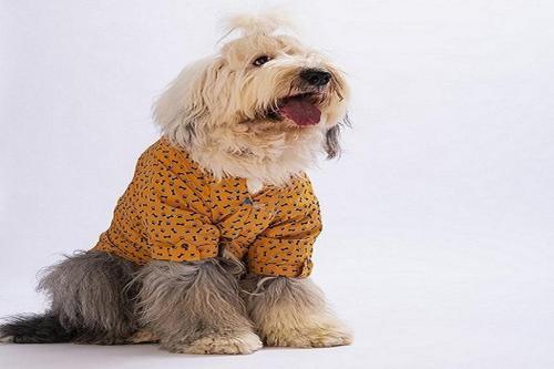Ossa Büyük Irk Köpek Gömleği