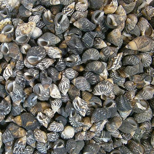 Nassarius Gaudiosus Kiloluk Deniz Kabuğu (500 GR)