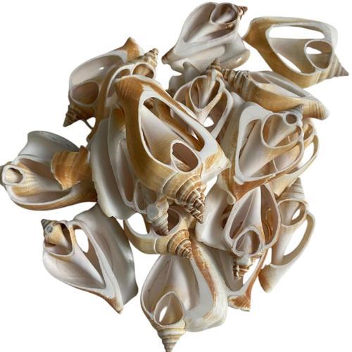 Strombus Aurisdiane Deniz Kiloluk Deniz Kabuğu (1 KG)