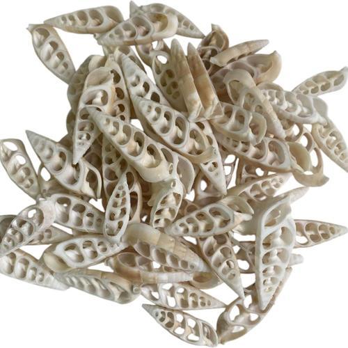 Kesik Vertegus  Kiloluk Deniz kabuğu 1 Kg