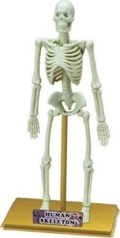 Bilim Seti: İnsan İskeleti