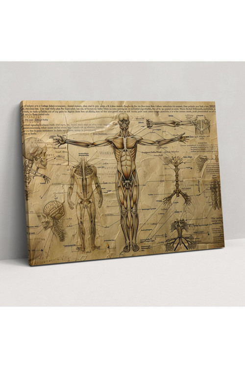 Leonardo Da Vinci Kanvas Tablo - Leonardo Da Vinci, Kanvas Tablo, Anatomi, Duvar Tablosu