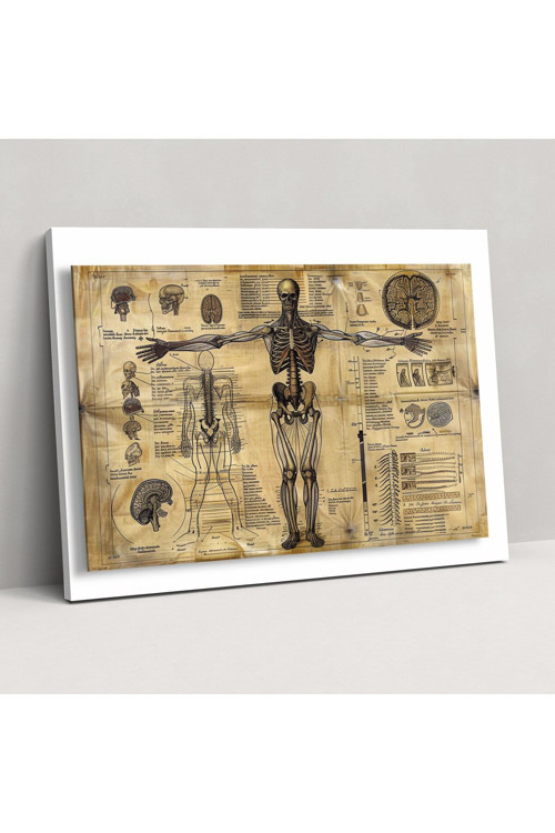 Leonardo Da Vinci Kanvas Tablo, İnsan Anatomisi Bilimsel Diyagramı, Leonardo Da Vinci