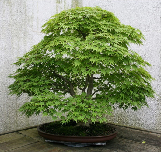 Bodur Japon Redwood Bonzai Aac Tohumu 5 Adet Bonsai Aac Tohumu  Fiyatlar, zellikleri ve Yorumlar | En Ucuzu Akake