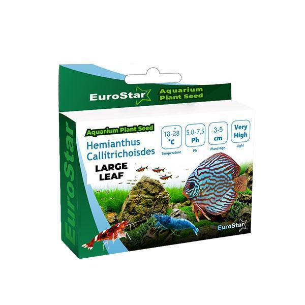 EuroStar Bitki Tohum Large Leaf Base Plant  - Image 1