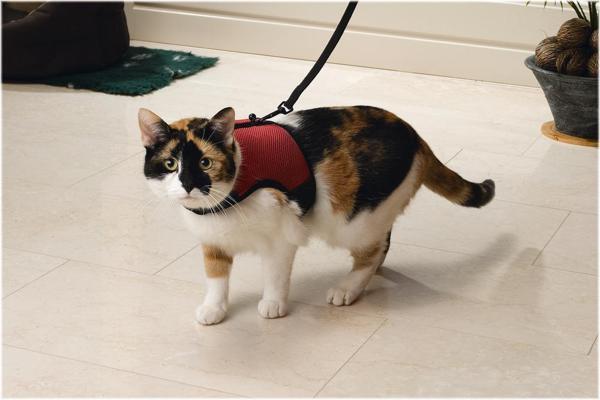 Beeztees Kedi Göğüs Tasması, Comfort, Zili ve Gezdirme Kayışı, 22-24.5cm Boyun, 30-39cm Göğüs - Image 1