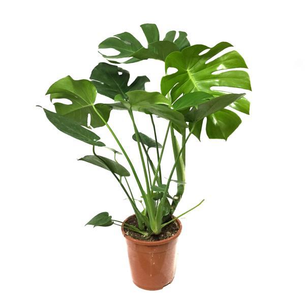 Monstera Deliciosa (Deve Tabanı) - Image 1