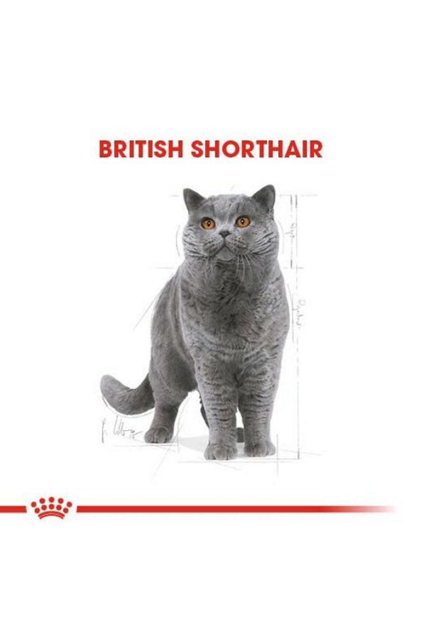 Royal Canin British Shorthair Yetişkin Kedi Maması 10 kg - Image 1
