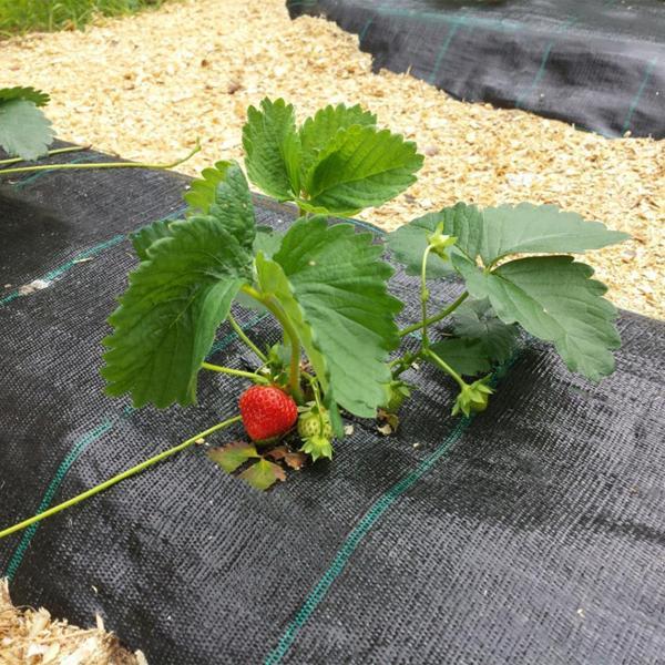 1x15metre SULZER KUMAŞ SERA TABAN ÖRTÜSÜ JÜT BLUEBERRY PEYZAJ UYGULAMA ÖRTÜSÜ MULCH NAYLONU ÇİLEK MALÇ - Image 1