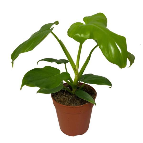 Philodendron Bipennifolium 'Gold Violin' - Image 1