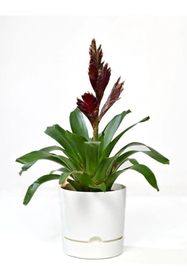 Bidünya Begonya 3,3 Litre Beyaz Dekoratif Drenaj Tabaklı Saksı - Image 1