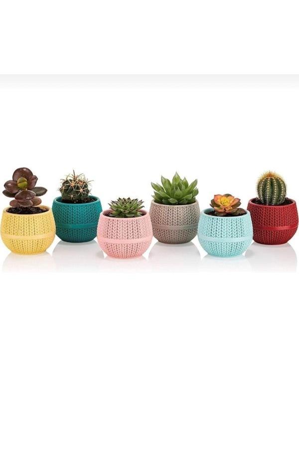Serinova Amasra Kaktüs Saksı 6 Lı 0,13 - Image 1