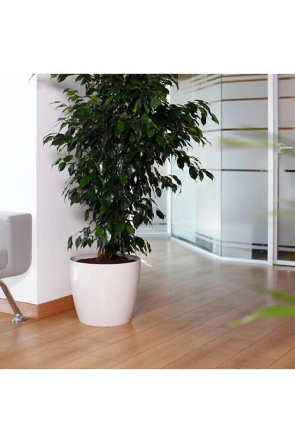 Bidünya Yakut Saksı Beyaz 22 Lt 2 Li Set - Image 1