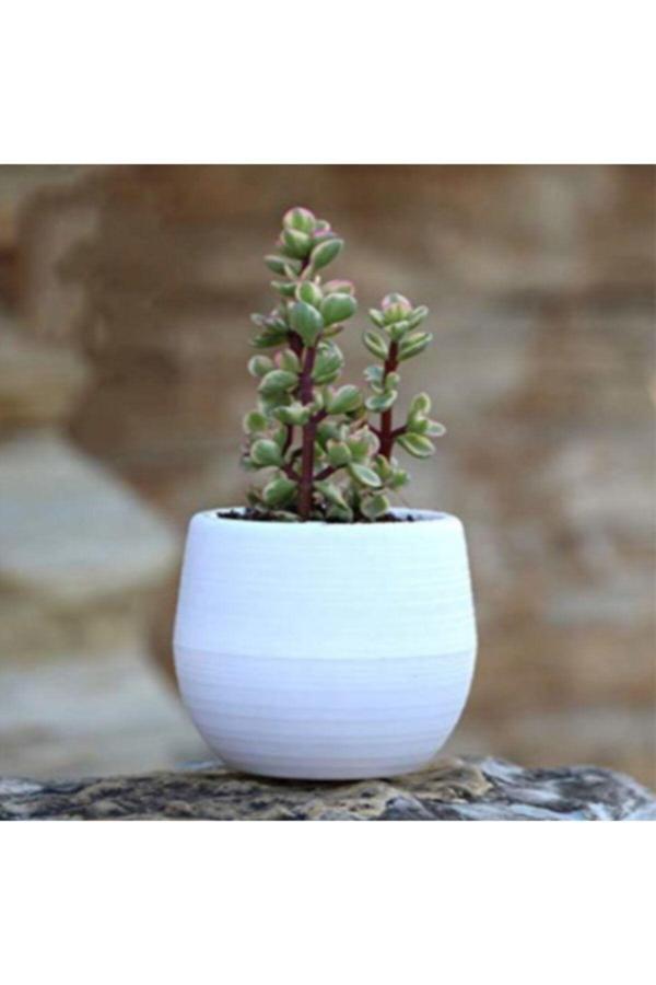 Serinova Elvan Kaktüs Saksı 0,13 Litre Sukulent Saksısı Beyaz - Image 1