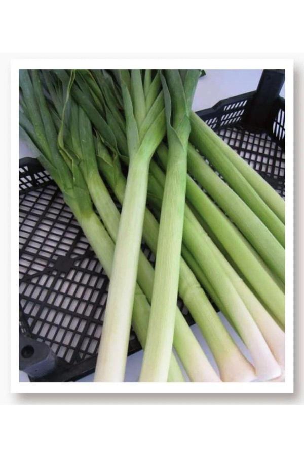 Aksaray Tohumculuk İnegöl Pırasa Tohumu 10 Gr Tohum - Image 1