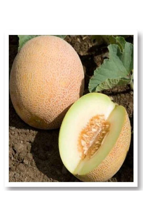 Aksaray Tohumculuk Ananas Kavun Tohumu 100 Adet Tohum - Image 1