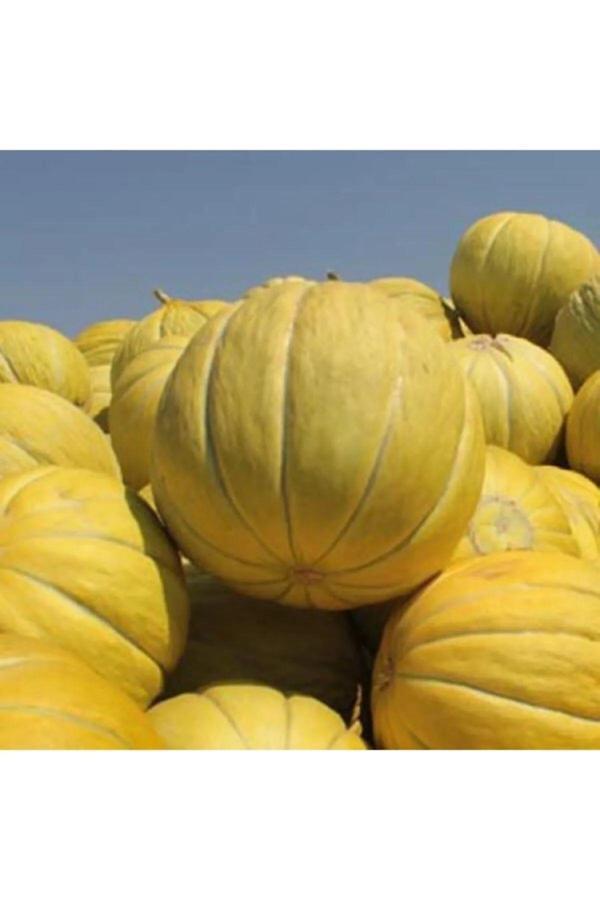 Aksaray Tohumculuk On Dilim Kavun Tohumu 5 Gr Tohum - Image 1