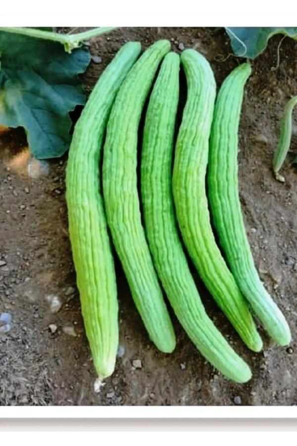 Aksaray Tohumculuk Standart Acur Tohumu 5 Gr Tohum - Image 1