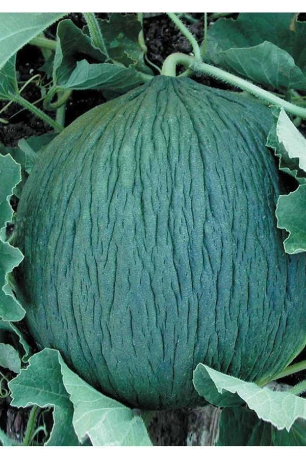 Aksaray Tohumculuk Hasanbey Kavun Tohumu 50 Adet Tohum - Image 1