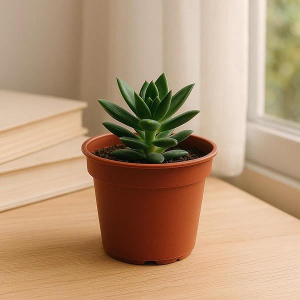 Plastik Orta Boy Saksı (10 Adet) 14cm Genişlik 12 Cm Yükseklik - Image 1