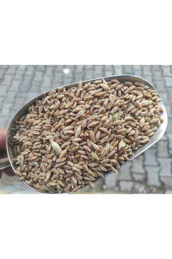 Kargı Yöresel Ürün Pazarı Yemlik Buğday-10 Kg (Tavuk Ve Güvercin Vb.Kanatlı Yemi) - Image 1