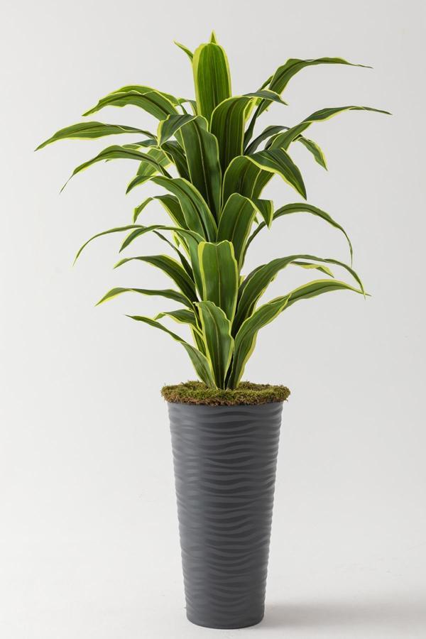 Yapay Dracaena Fragrans Ağacı 175 cm Siyah Konik Saksı  - Image 1