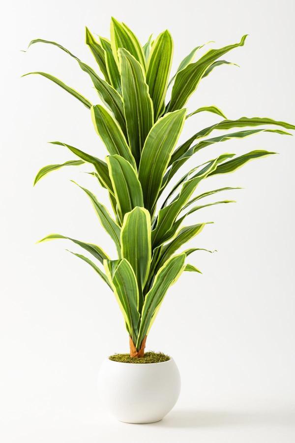 Yapay Dracaena Fragrans Ağacı 100 Cm Beyaz Küre Saksı - Image 1