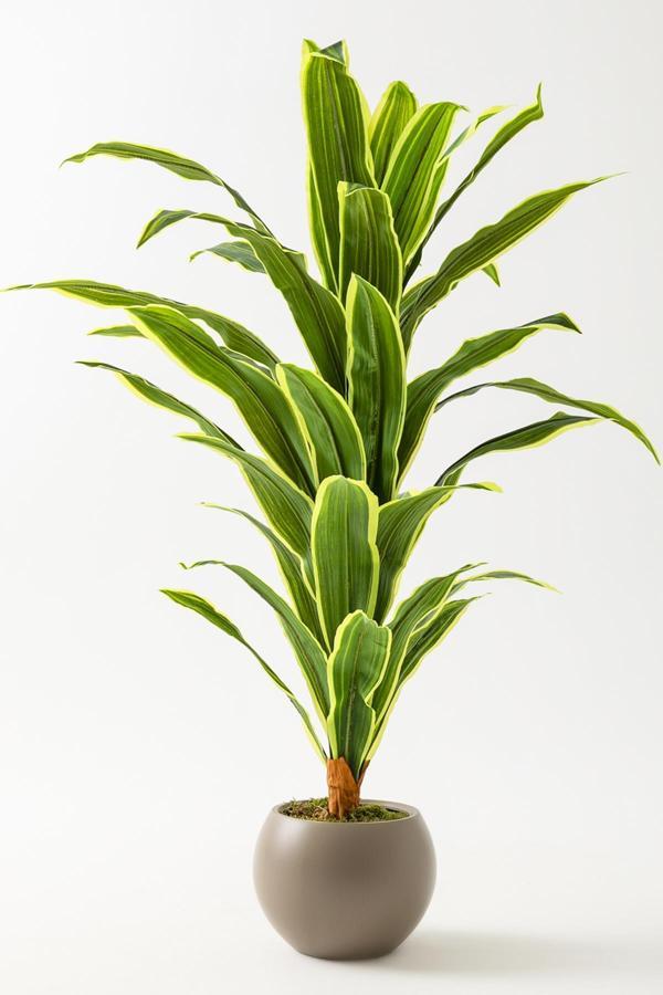 Yapay Dracaena Fragrans Ağacı 100 Cm Kahverengi Küre Saksı - Image 1