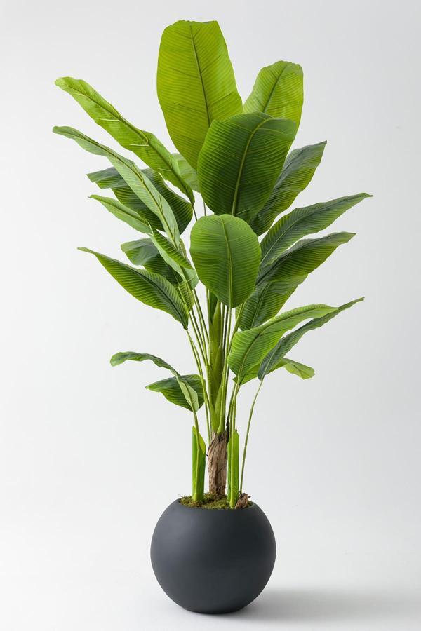 Yapay Muz Ağacı 180 Cm Fiber Saksılı - Image 1