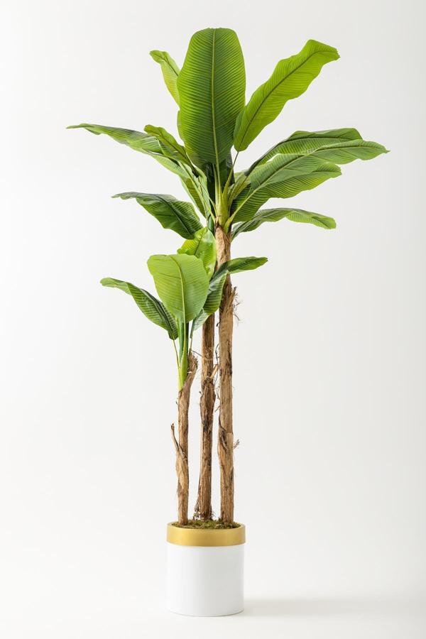 Yapay Muz Ağacı 220 Cm Beyaz Gold Metal Saksı - Image 1