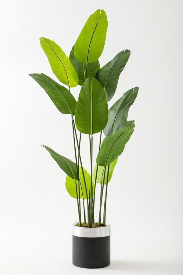 Yapay Starliçe Ağacı 180 Cm Geniş Yapraklı Siyah Gümüş Saksı - Image 1