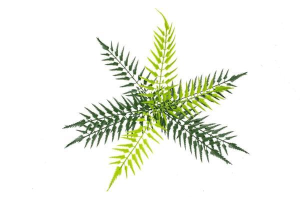 Yapay Eğrelti Otu Çiçeği Açık Yeşilli 50 Cm - Image 1