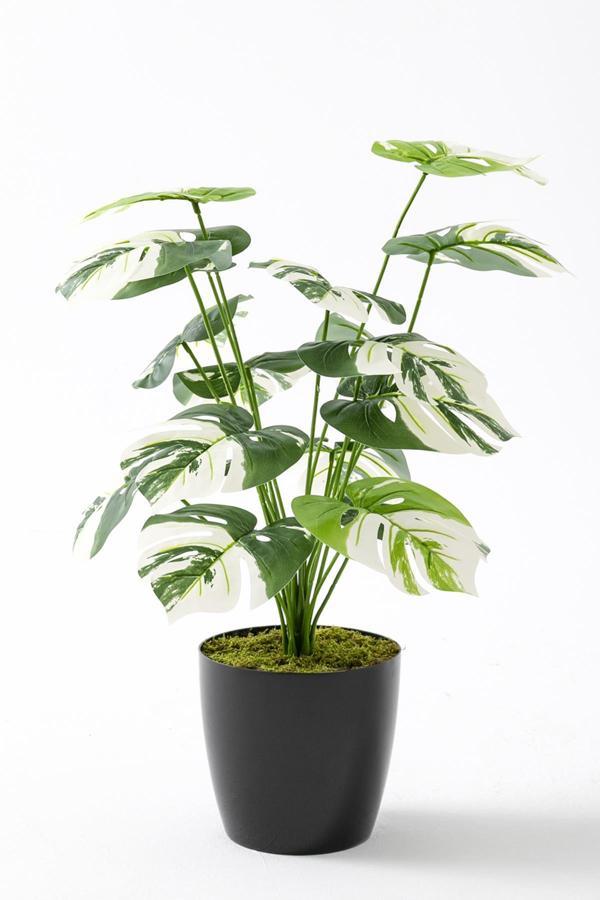 Yapay Salon Köşe Çiçeği Devetabanı Beyaz 65 Cm - Image 1