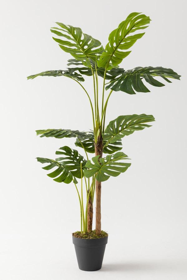 Yapay Deve Tabanı Ağacı (Monstera) 170 Cm - Image 1