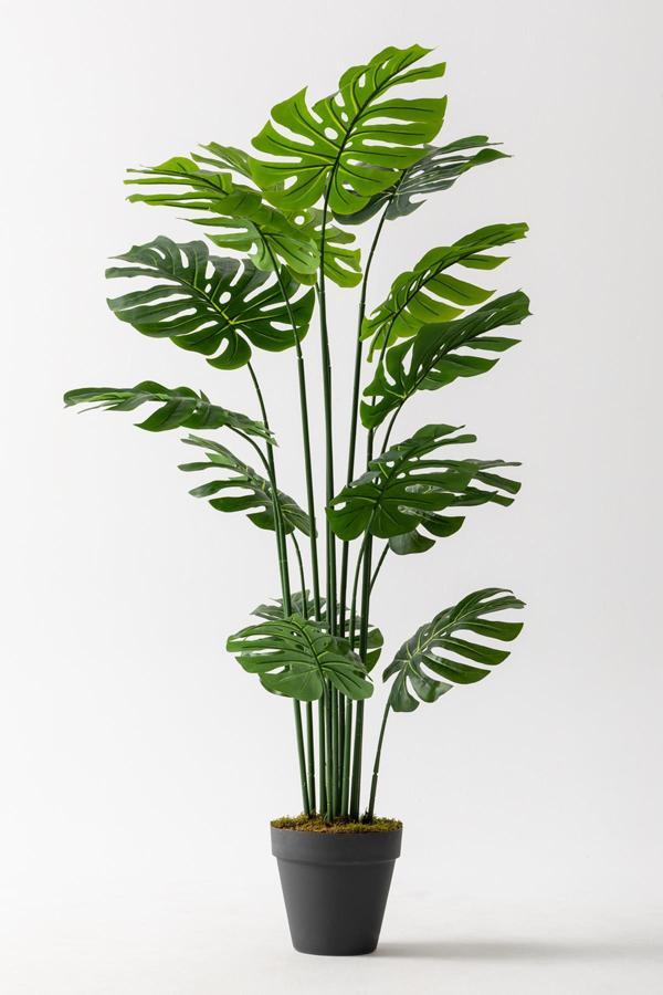 Yapay DeveTabanı(Monstera) Ağacı 180 Cm - Image 1