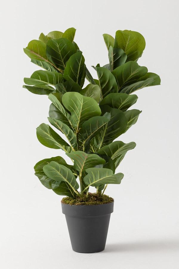 Yapay Kauçuk Ağacı 80 Cm - Image 1