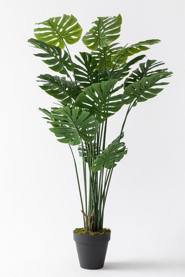 Yapay DeveTabanı(Monstera) Ağacı 200 Cm - Image 1