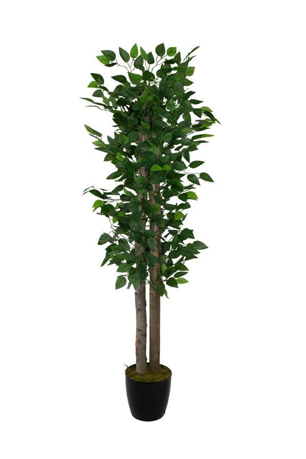 Yapay Benjamin Ağacı 160 cm 54 Dal - Image 1