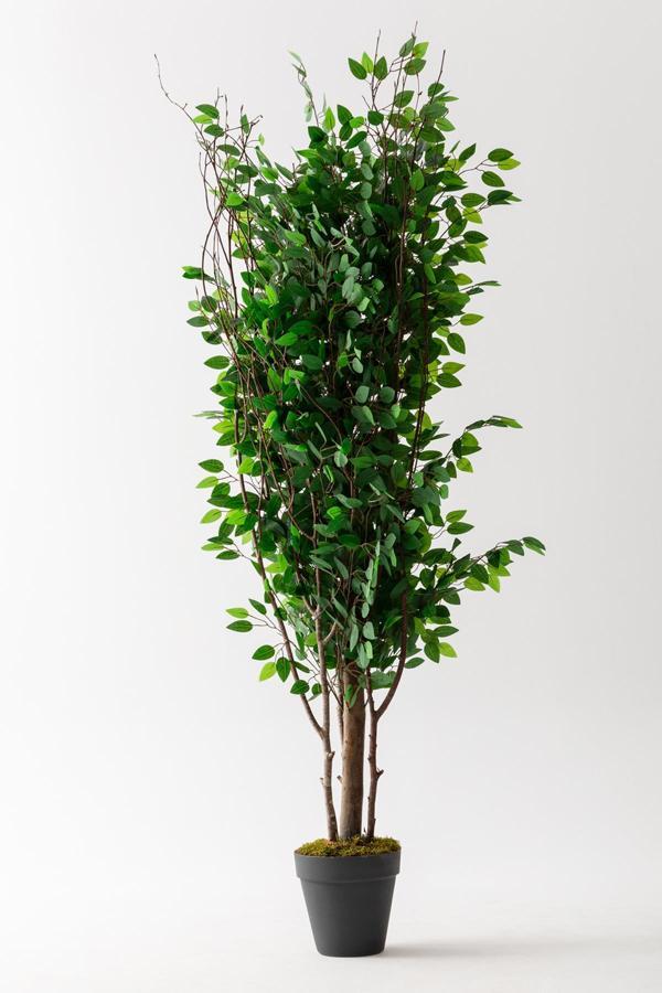 Yapay Ağaç 200 cm Benjamin 144 dal (Yoğun) - Image 1