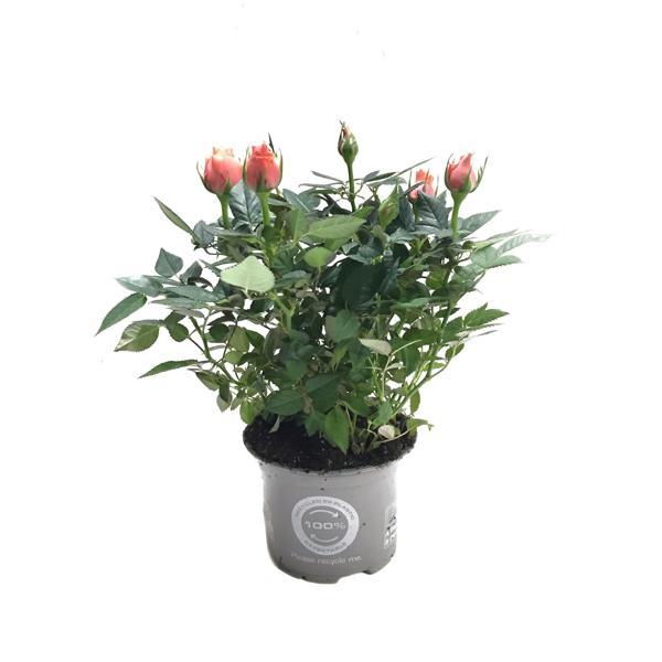 Rosa 'Pinkish Orange' (Somon Gül) - Image 1