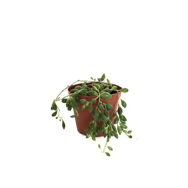 Senecio Rowleyanus (Tesbih Çiçeği) - Image 1