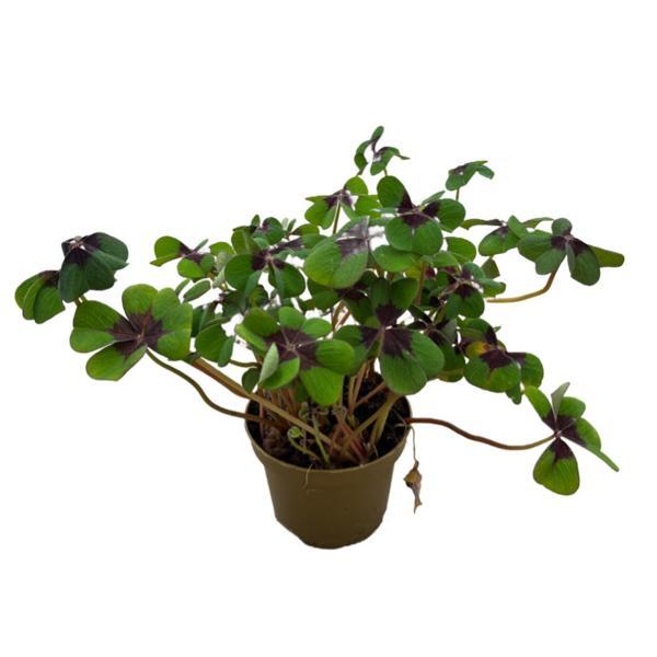 Oxalis Deppei (Süs Yoncası) - Image 1